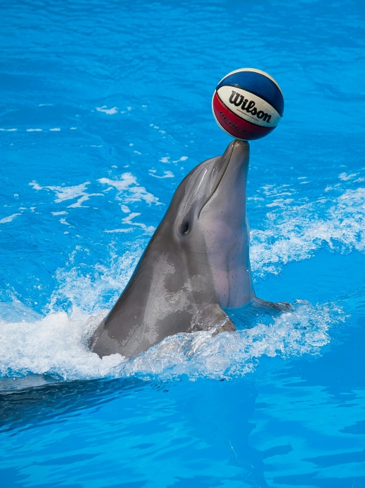 Dolphin Tour in Goa: Adventure, Ocean Views, and Magical Encounters